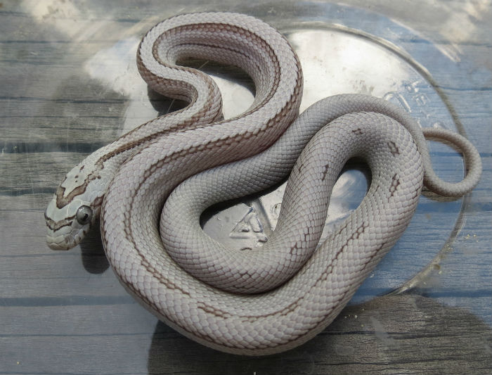 Striped Ghost Corn Snake